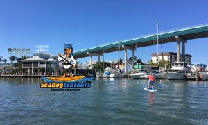 Sea Dog Eco Tours Paddle Board Center - image