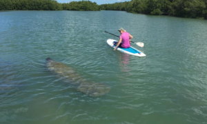manatees and paddle boarder - image