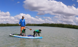 padling with dogs - image