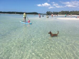 dog beach - image