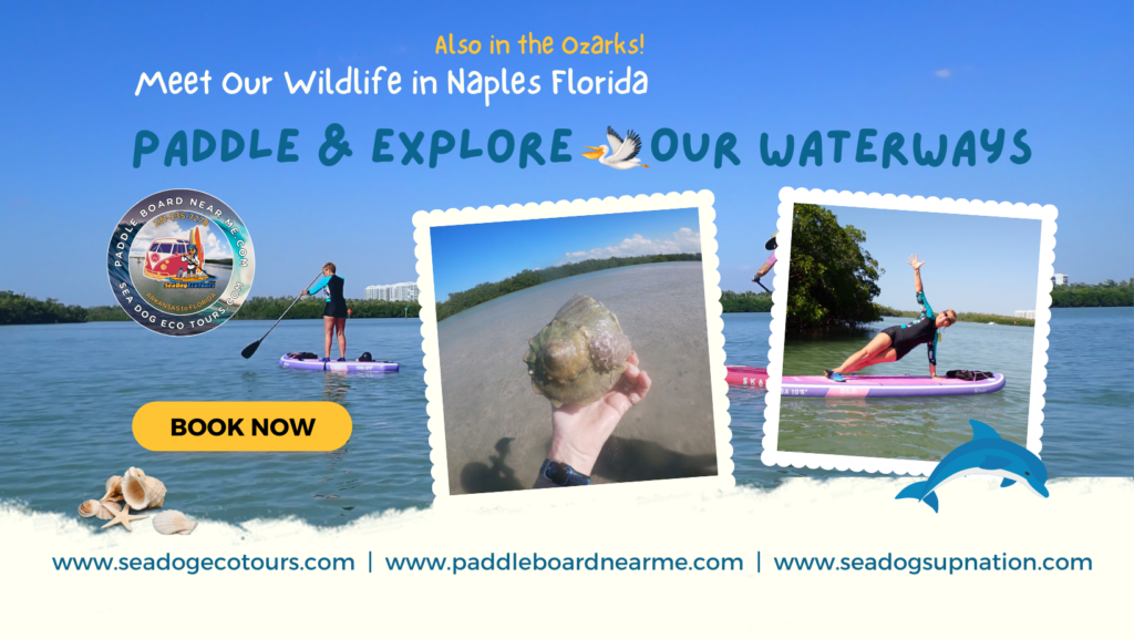 Book Naples Paddle Board Tours