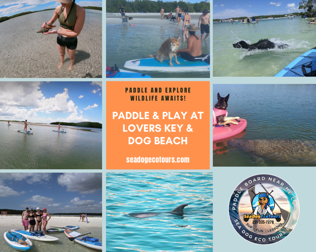 Images from paddle boarding lessons at dog dolphins shells beach